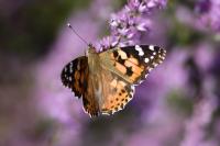 Vanessa cardui