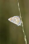Aricia agestis