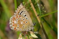 Lysandra bellargus