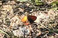 Lycaena phlaeas