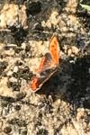 Lycaena phlaeas