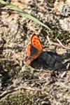 Lycaena phlaeas
