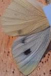 Pieris mannii