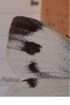 Pieris mannii