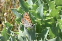 Lycaena phlaeas