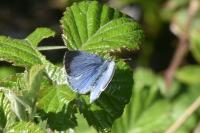 Celastrina argiolus