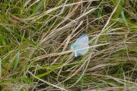 Polyommatus icarus