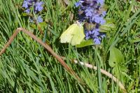 Gonepteryx rhamni