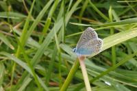 Polyommatus icarus