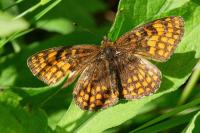 Melitaea athalia