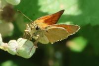 Thymelicus sylvestris
