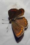 Aricia agestis