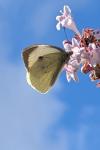 Pieris brassicae