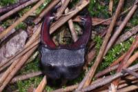 Lucanus cervus