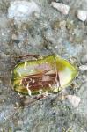 Cetonia aurata