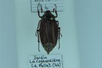 Melolontha melolontha