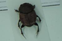 Onthophagus vacca