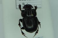 Copris lunaris