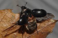 Typhaeus typhoeus
