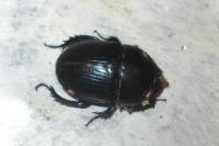 Geotrupes spiniger