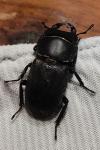 Dorcus parallelipipedus