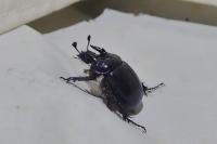 Typhaeus typhoeus