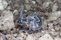 Copris lunaris