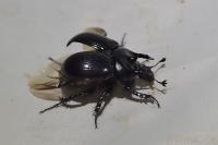 Typhaeus typhoeus