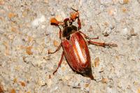 Melolontha melolontha