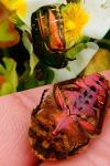 Cetonia aurata