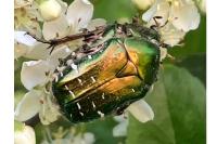 Cetonia aurata