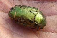 Cetonia aurata