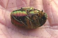 Cetonia aurata