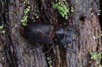 Dorcus parallelipipedus