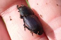 Dorcus parallelipipedus