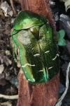 Cetonia aurata