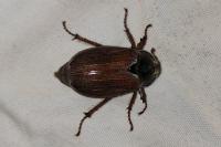 Melolontha melolontha