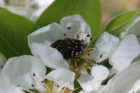 Oxythyrea funesta