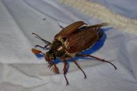 Melolontha melolontha