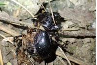 Typhaeus typhoeus