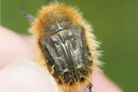 Tropinota squalida