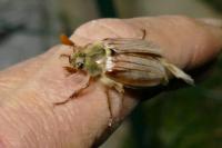 Melolontha melolontha