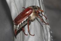Melolontha melolontha