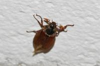 Melolontha melolontha