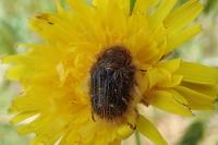 Tropinota squalida