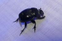 Copris lunaris
