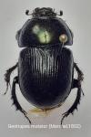 Geotrupes mutator