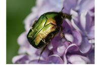 Cetonia aurata