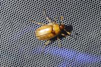 Rhizotrogus marginipes