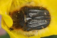 Tropinota squalida